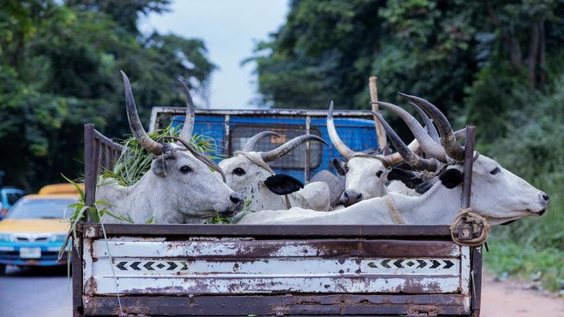 Rear of a small truck on a tree-lined road, its tailgate tied to a side post with rope, carrying cattle